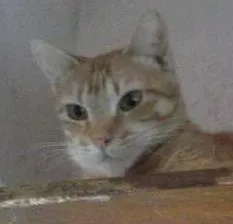 Gato raça SRD idade 7 a 11 meses nome EMO