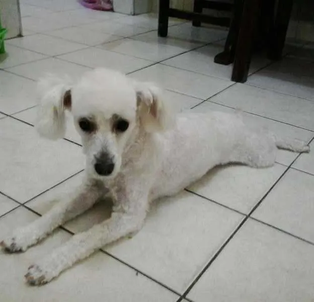 Cachorro ra a poodle idade 2 a 6 meses nome Luna