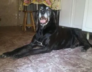 Cachorro raça Dogue Alemão idade 6 ou mais anos nome Baby