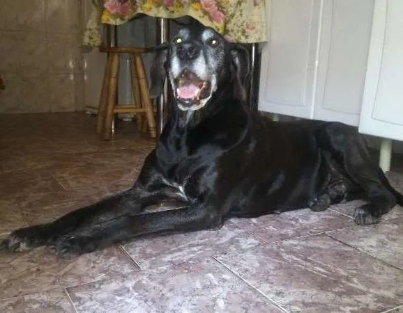 Cachorro ra a Dogue Alemão idade 6 ou mais anos nome Baby