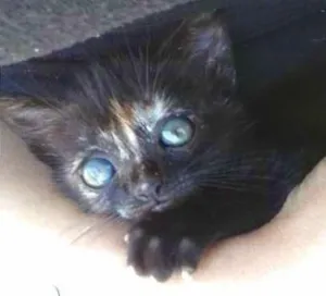 Gato raça Viralata idade Abaixo de 2 meses nome Dona Florinda