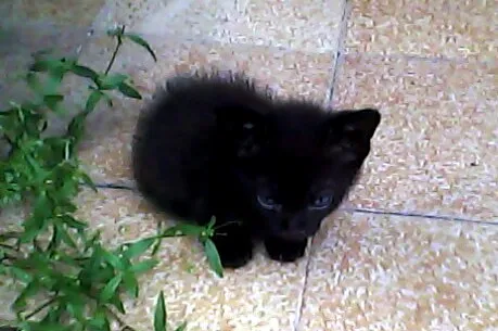 Gato raça Viralata idade Abaixo de 2 meses nome Dona Florinda