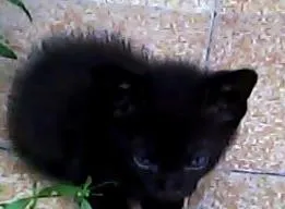 Gato raça Viralata idade Abaixo de 2 meses nome Dona Florinda
