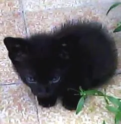 Gato raça Viralata idade Abaixo de 2 meses nome Dona Florinda