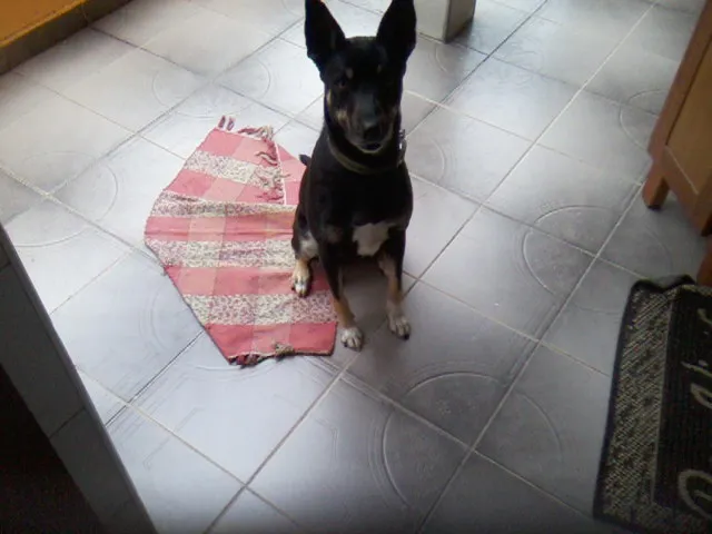 Cachorro ra a vira lata idade 2 anos nome Neguinha
