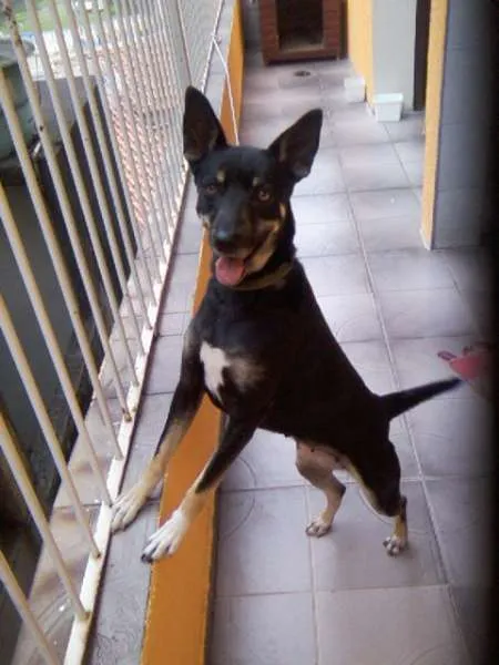 Cachorro ra a vira lata idade 2 anos nome Neguinha