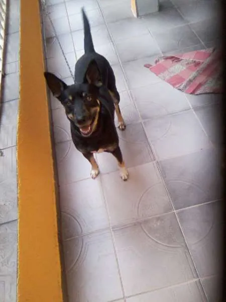 Cachorro ra a vira lata idade 2 anos nome Neguinha