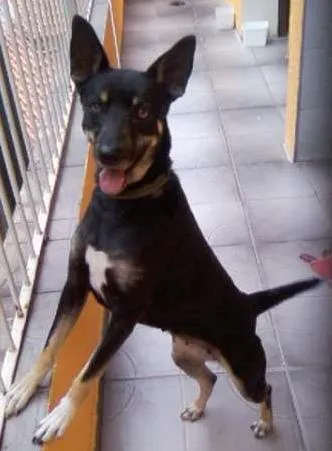Cachorro ra a vira lata idade 2 anos nome Neguinha