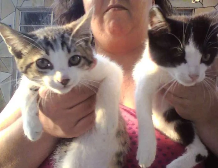 Gato ra a SRD idade Abaixo de 2 meses nome Lindinhos