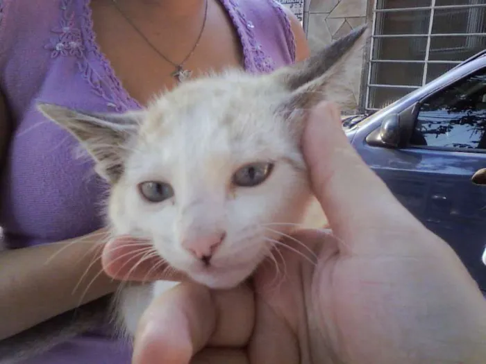 Gato ra a SRD idade Abaixo de 2 meses nome Lindinhos
