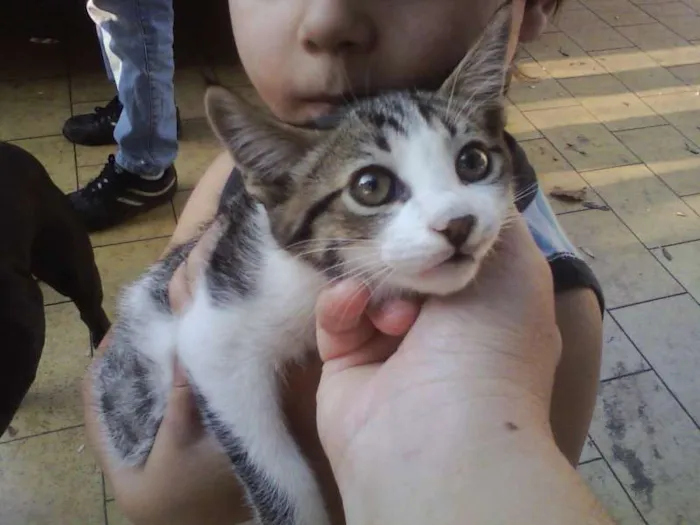 Gato ra a SRD idade Abaixo de 2 meses nome Lindinhos