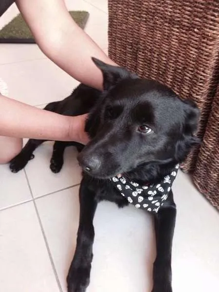 Cachorro ra a Vira Lata idade 7 a 11 meses nome Não sei