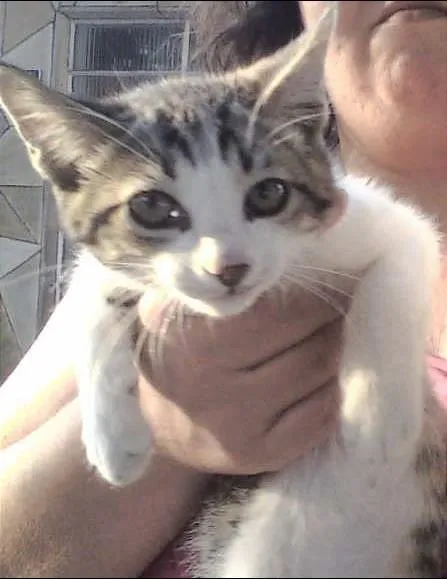 Gato ra a SRD idade Abaixo de 2 meses nome Lindinhos