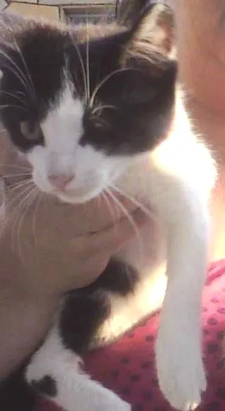 Gato ra a SRD idade Abaixo de 2 meses nome Lindinhos
