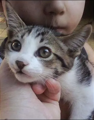 Gato ra a SRD idade Abaixo de 2 meses nome Lindinhos