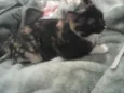 Missy