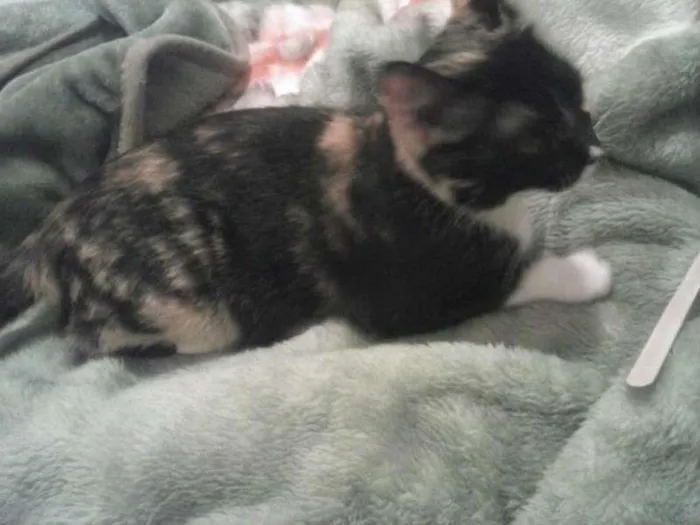 Gato ra a Raça não definida idade 4 anos nome Missy