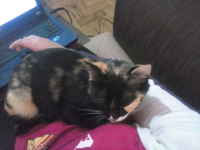 Gato ra a Raça não definida idade 4 anos nome Missy
