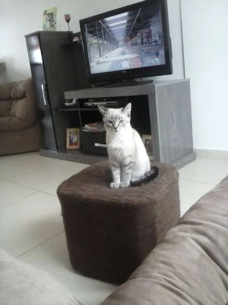 Gato ra a Raça não definida idade 7 a 11 meses nome Belinha