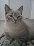 Belinha