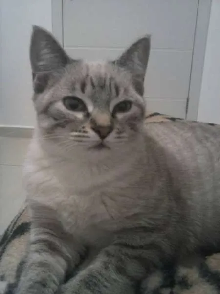 Gato ra a Raça não definida idade 7 a 11 meses nome Belinha