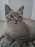 Belinha