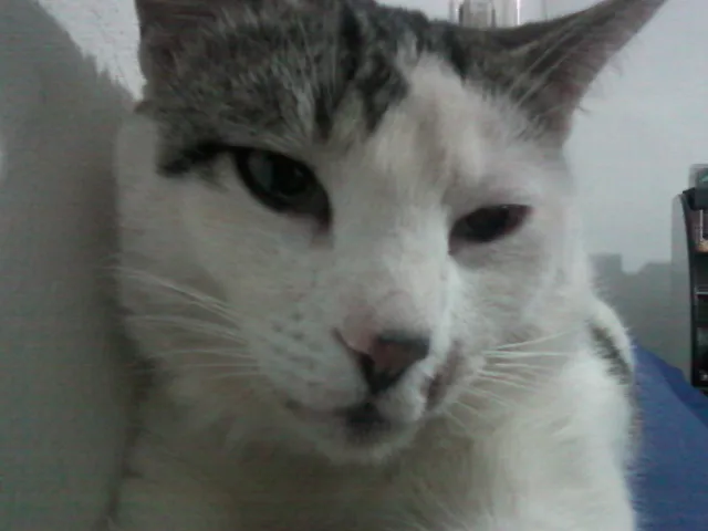 Gato raça SRD idade 2 anos nome Johnny Quest