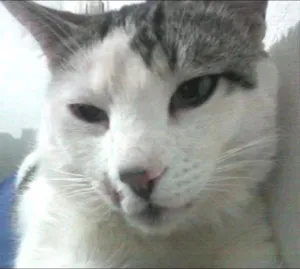 Gato raça SRD idade 2 anos nome Johnny Quest