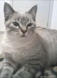 Belinha