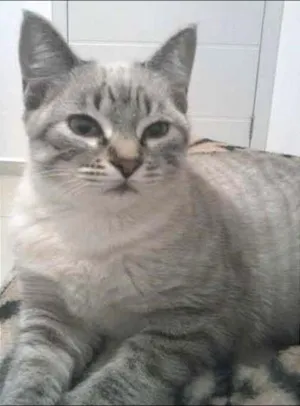 Gato raça Raça não definida idade 7 a 11 meses nome Belinha