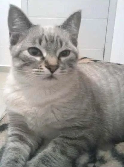 Gato ra a Raça não definida idade 7 a 11 meses nome Belinha