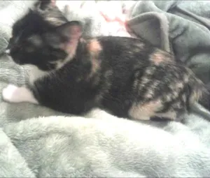 Gato raça Raça não definida idade 4 anos nome Missy