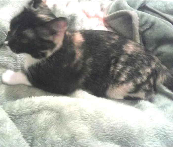 Gato ra a Raça não definida idade 4 anos nome Missy