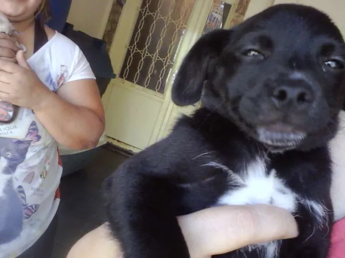 Cachorro ra a SRD idade 2 a 6 meses nome Lindinhos
