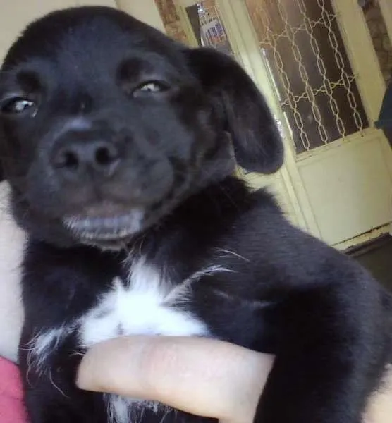 Cachorro ra a SRD idade 2 a 6 meses nome Lindinhos