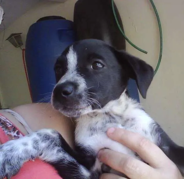 Cachorro ra a SRD idade 2 a 6 meses nome Lindinhos