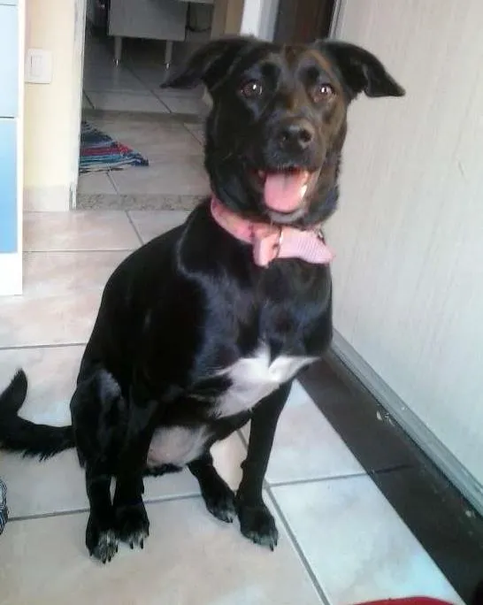 Cachorro ra a SRD idade 1 ano nome NINA
