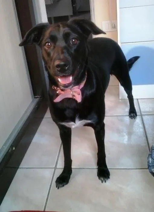 Cachorro ra a SRD idade 1 ano nome NINA