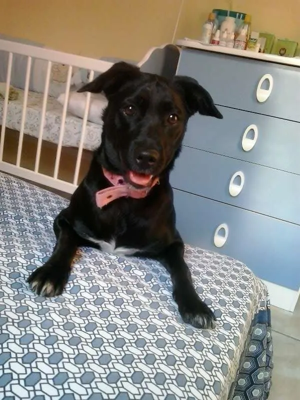 Cachorro ra a SRD idade 1 ano nome NINA