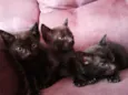 gatinhos
