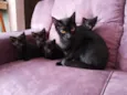 gatinhos