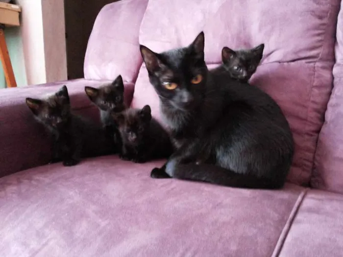 Gato ra a SRD idade 2 a 6 meses nome gatinhos