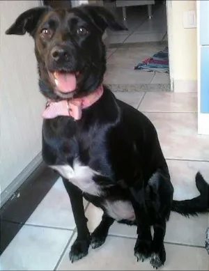 Cachorro raça SRD idade 1 ano nome NINA