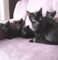 gatinhos