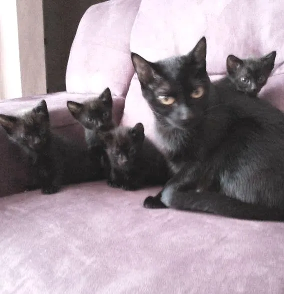 Gato ra a SRD idade 2 a 6 meses nome gatinhos