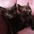gatinhos