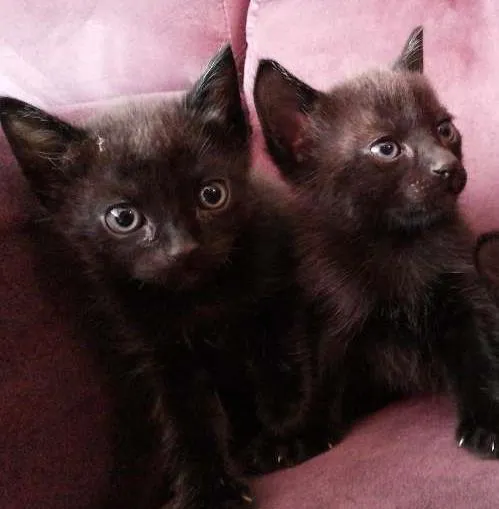 Gato ra a SRD idade 2 a 6 meses nome gatinhos