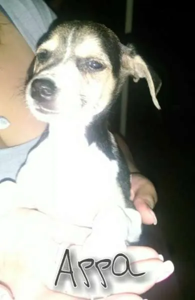 Cachorro ra a SRD idade 2 a 6 meses nome Coragem, Appa, Snoo