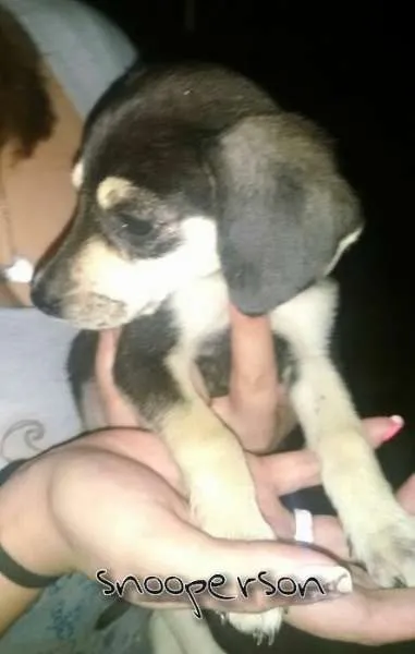 Cachorro ra a SRD idade 2 a 6 meses nome Coragem, Appa, Snoo