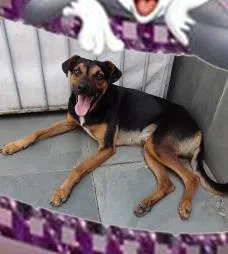 Cachorro ra a SRD idade 1 ano nome Fred